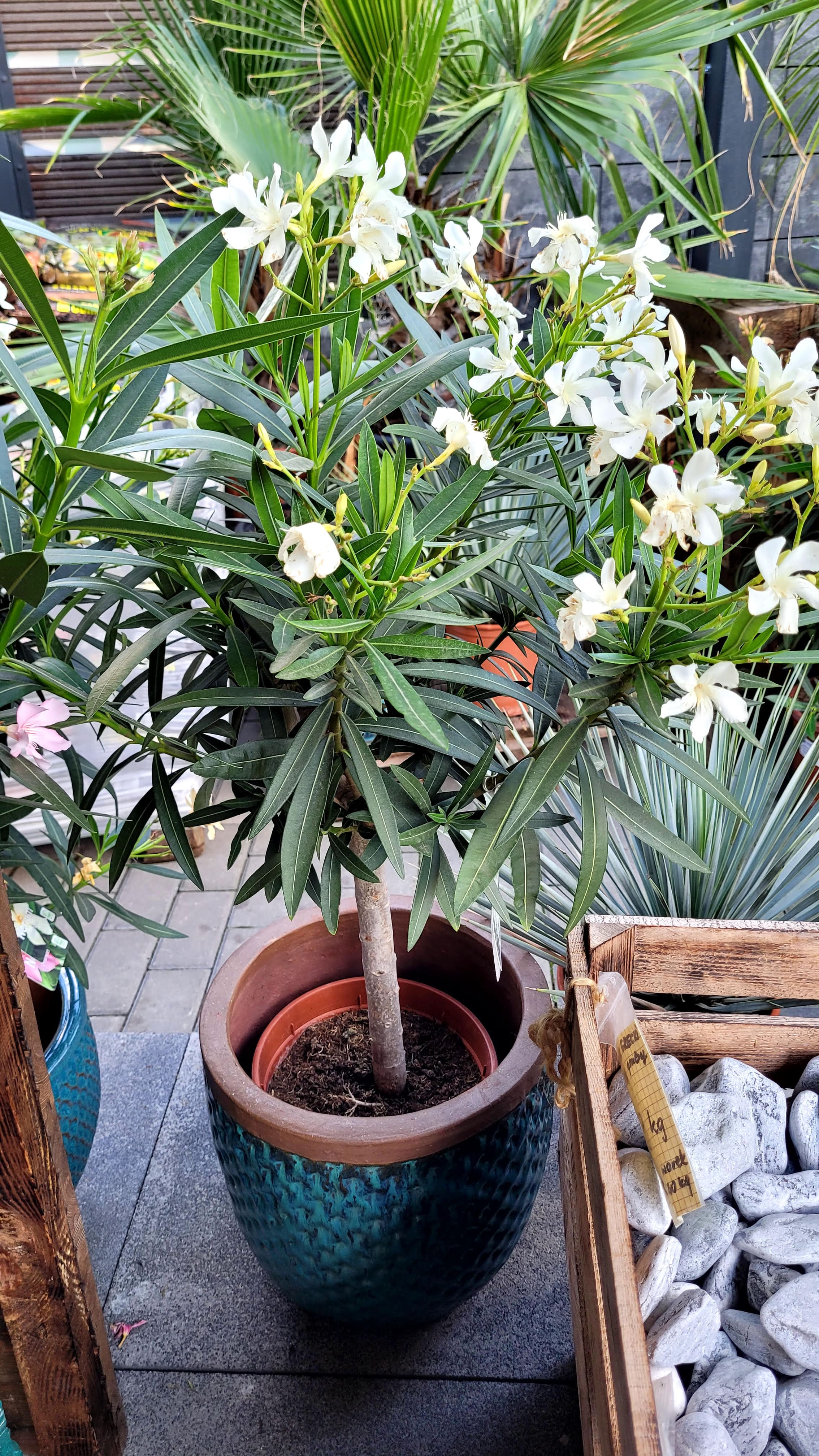 Nerium Oleander